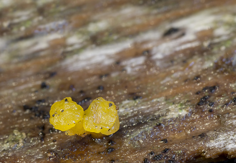 Dacrymyces ovisporus